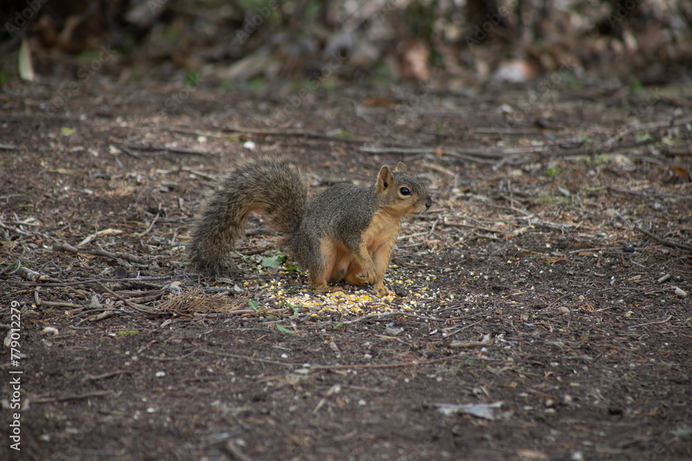 Texas fox squirrel eating corn on the ground Texas fox squirrel eating corn on the ground