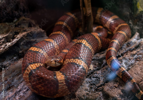 close up of a snake photo