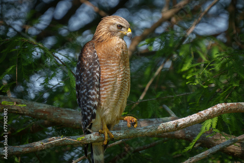 Red- shouldered Hawk perched in a Cypress Tree