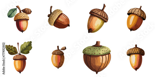 Vector illustration of multiple acorns in watercolor style