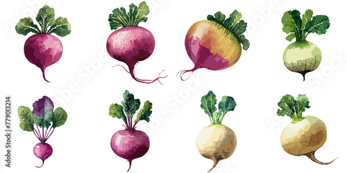 Vector illustration of multiple turnips in watercolor style photo