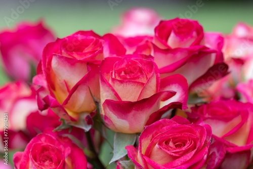 Romantic red and white roses just starting to open 