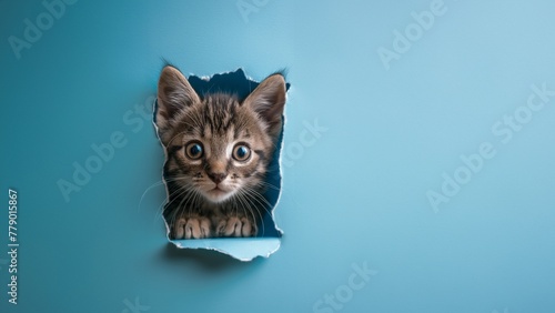 Süße getigerte Katze schaut durch Wand mit Platzhalter für Zoo und Züchter im Querformat für Banner, ai generativ