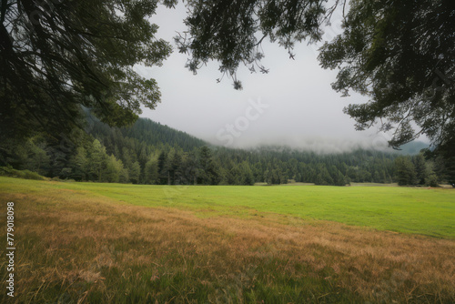 Serene Valley Vista: Lush meadow framed by evergreen boughs, a misty mountain valley unfolds in tranquil beauty - nature's sanctuary. 