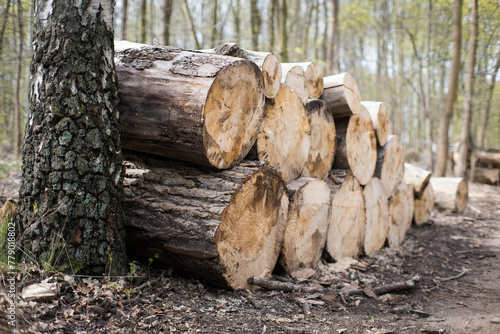 Fototapeta Naklejka Na Ścianę i Meble -  Drewno na opał, kubik.