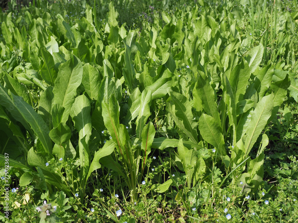 Obraz premium chicory plants background