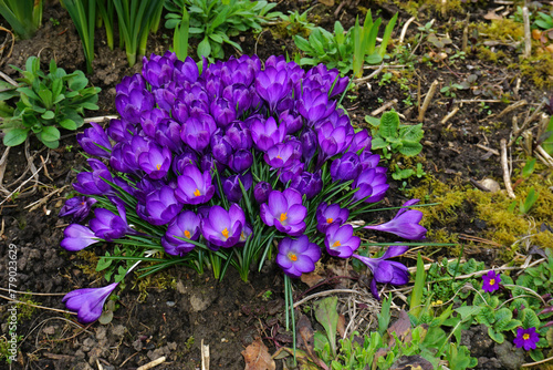 Krokus  Crocus  crocus flowers