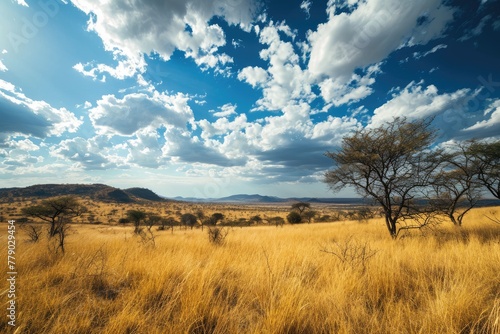 A forest  with wide open expanses and dramatic skies  AI generated