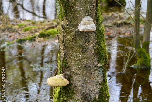 Woody mushroom on a soft moss tree.