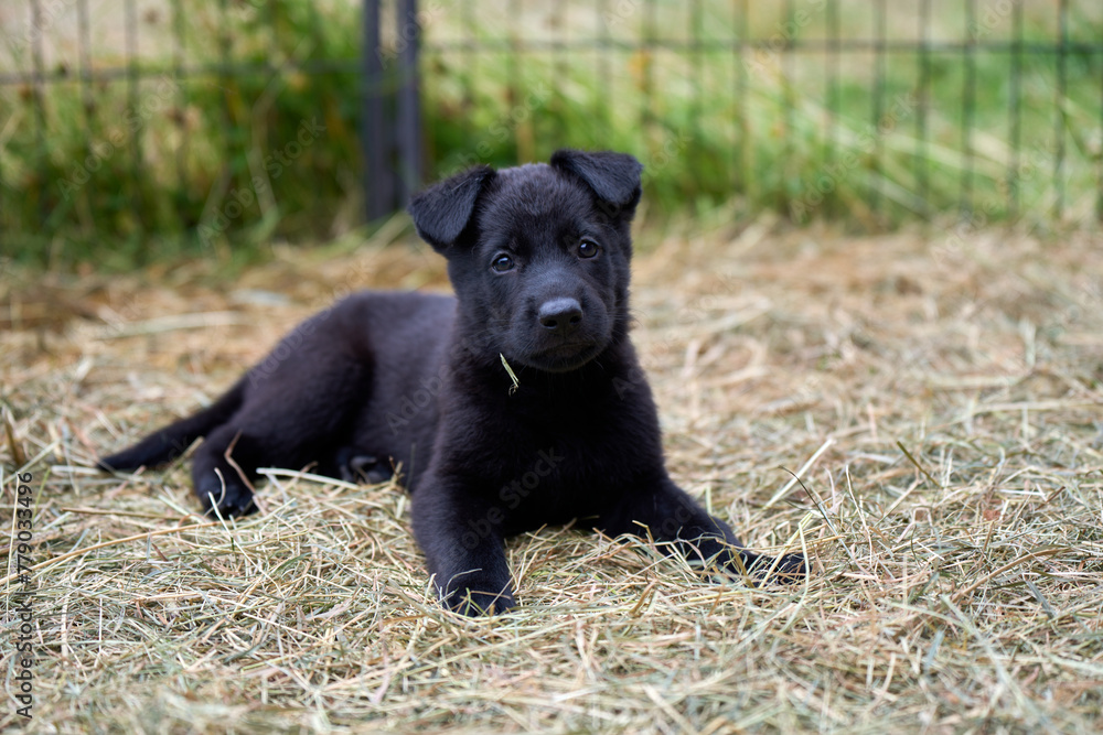 Beautiful German Shepherd puppies captured playing in the garden on a spring day in Skaraborg Sweden