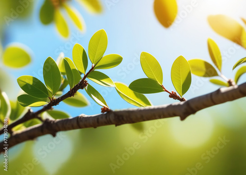 Fresh green leaves on a tree branch. Beautiful green foliage in sunlight. Spring background