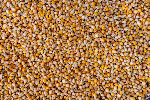 Raw corn seeds pattern
