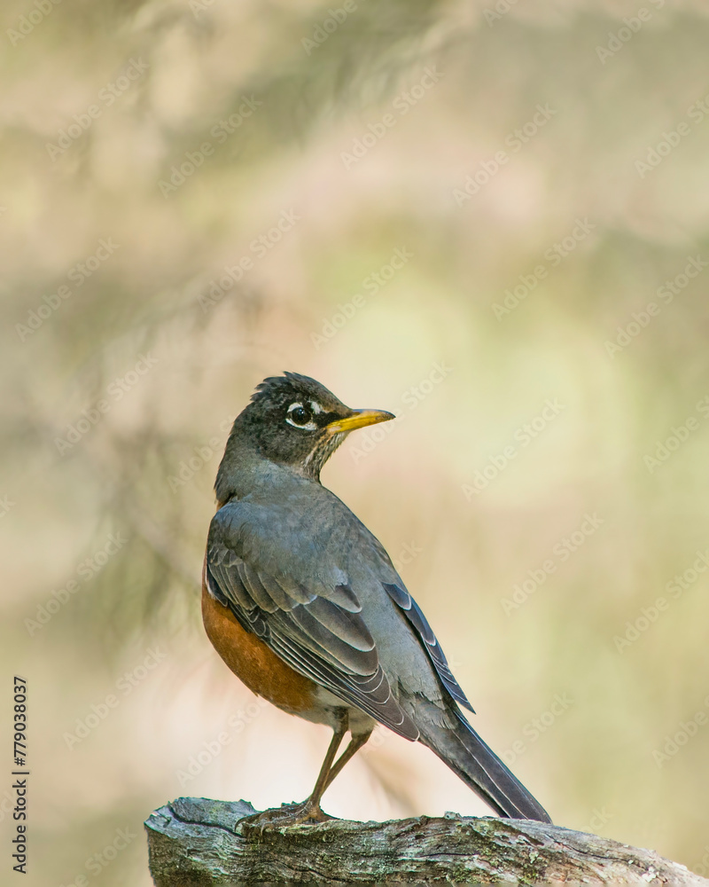 An adult male American Robin, Turdus migratorius, perched on a tree stump. Full profile view. Copy space. An adult male American Robin, Turdus migratorius, perched on a tree stump. Full profile view. Copy space.