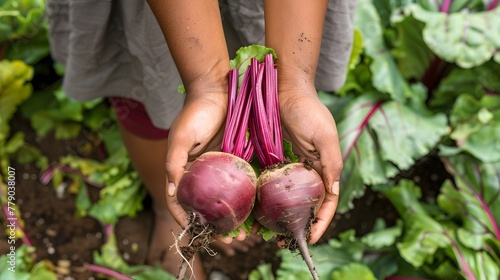 Close-up of Freshly Harvested Beets in Hands Revealing Beauty of Urban Agriculture