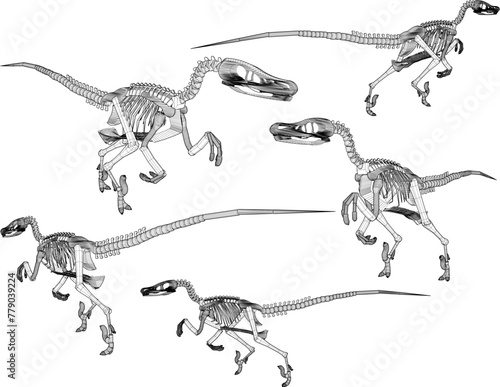 vector design sketch illustration of carnivorous velociraptor dinosaur skull skeleton