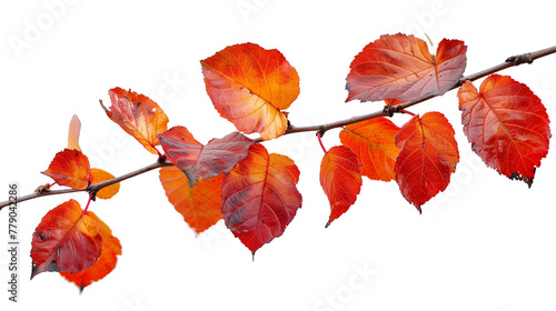 Autumn Leaves on Branch - Isolated on White Transparent Background, PNG 
