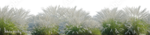 Nassella tenuissima (Argentine Needle-Grass, Fineleaved Nassella, Finestem Needlegrass, Mexican Feather grass, Stipa) field set isolated frontal png perfectly cutout high resolution
 photo