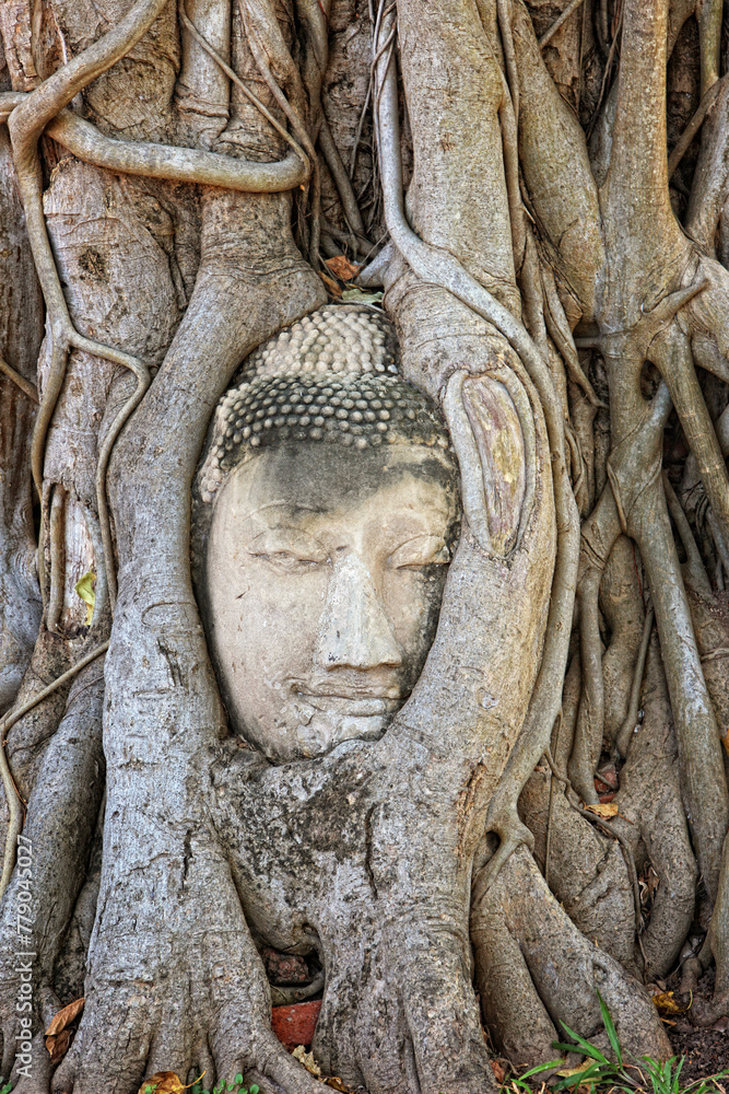 The famous Buddha face nestled in the roots of a tree in the Wat Mahathat temple, Ayutthaya, Thailand The famous Buddha face nestled in the roots of a tree in the Wat Mahathat temple, Ayutthaya, Thailand