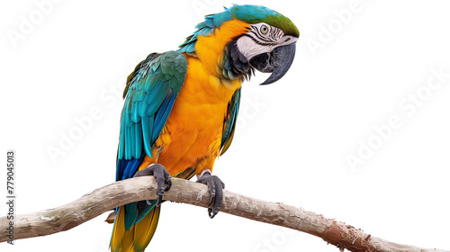 Vibrant Blue and Gold Macaw - Isolated on White Transparent Background, PNG

