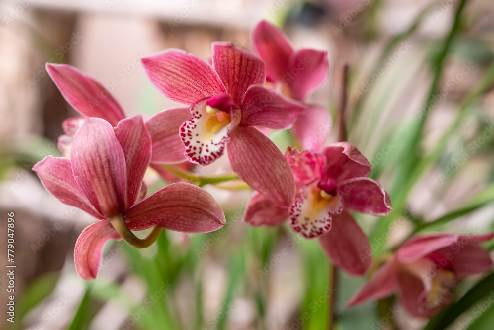 Pink Cymbidium Boat Orchid. Warm pink orchid flowers on green leaves background Pink Cymbidium Boat Orchid. Warm pink orchid flowers on green leaves background