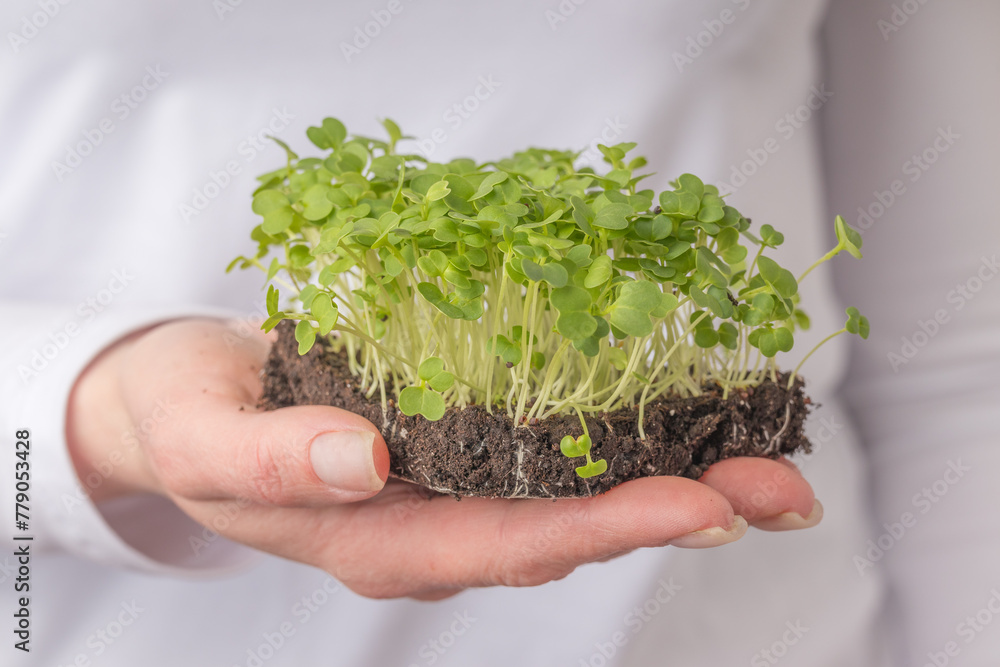 A handful of green microgreens with soil