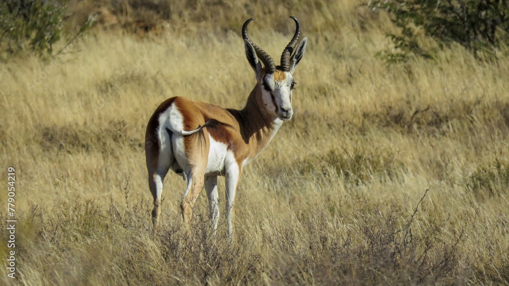 Fototapeta premium Springbok ram (Antidorcas marsupialis) Mountain Zebra National Park.