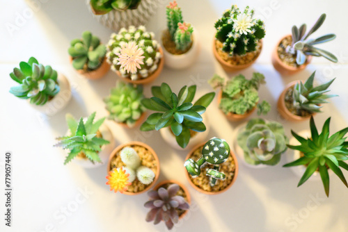 tiny decorative cactus and succulent fake potted plants in a group