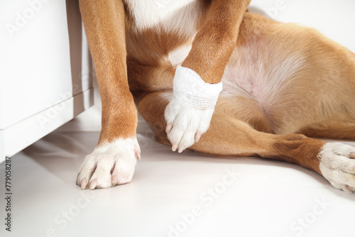 Dog not putting weight on front leg with bandage. Puppy dog holding paw up wrapped with gauze pad. Pet first aid concept, protecting broken dew claw or wound. Selective focus. White background. photo
