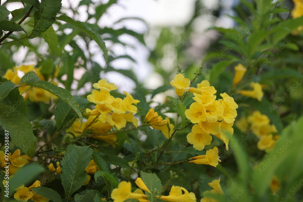 Bundles of flowers at park in Saigon, Vietnam on March 4, 2024 Bundles of flowers at park in Saigon, Vietnam on March 4, 2024