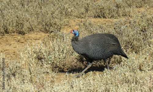 Valokuva Helmeted guineafowl (Numida meleagris) crossing the veld in the Camdeboo National Park