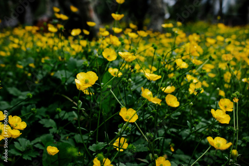 Common buttercup Field Ushuaia