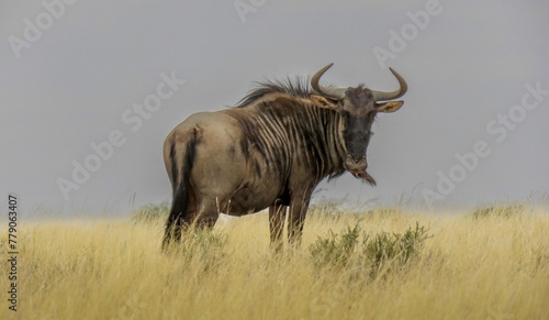 Blue Wildebeest (Connochaetes taurinus) on grassland in the Mokala National Park. photo