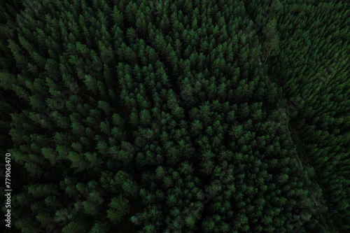 forest from up