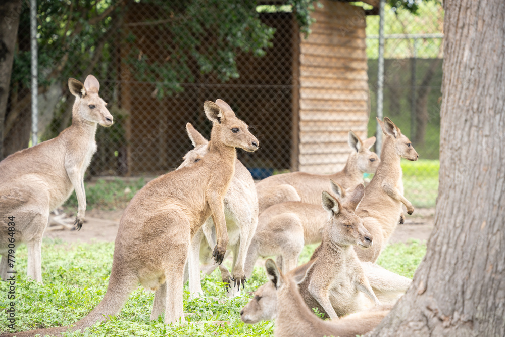 Group of kangaroos chilling and looking into distance, australian native wildlife