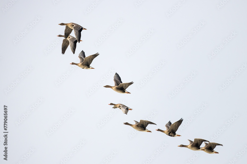Obraz premium geese