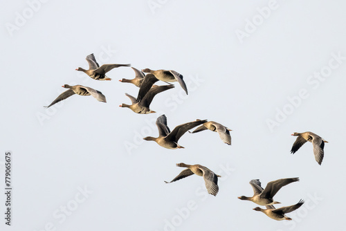geese photo