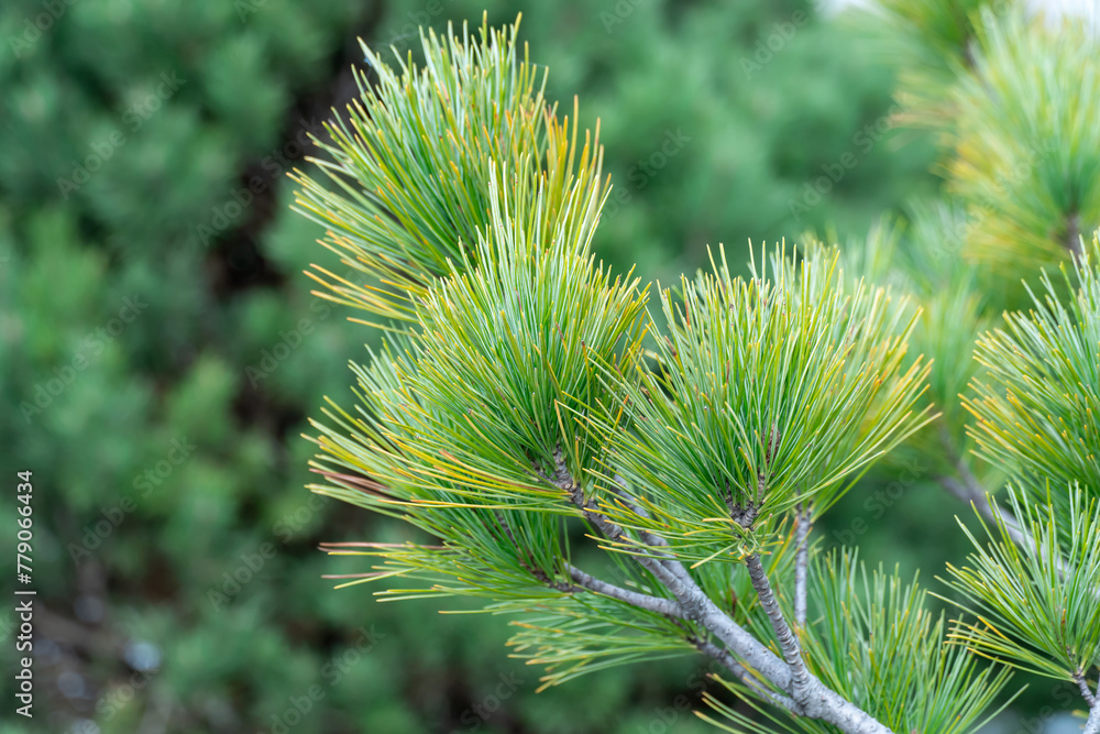 Pine shoots close-up. Young branches of evergreen plants. Green coniferous tree in springtime. Fresh spruce twig and needles. Photo wallpapers in green colors. Pine shoots close-up. Young branches of evergreen plants. Green coniferous tree in springtime. Fresh spruce twig and needles. Photo wallpapers in green colors.