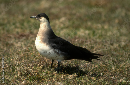 Labbe parasite .Stercorarius parasiticus   Parasitic Jaeger