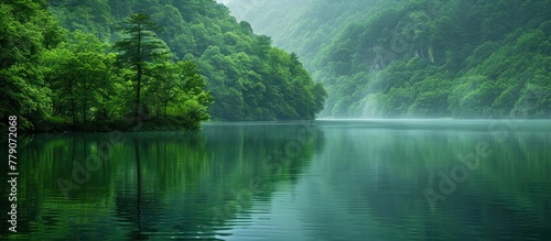 A body of water, surrounded by a lush forest, reflects the greenery of the trees in its serene surface.
