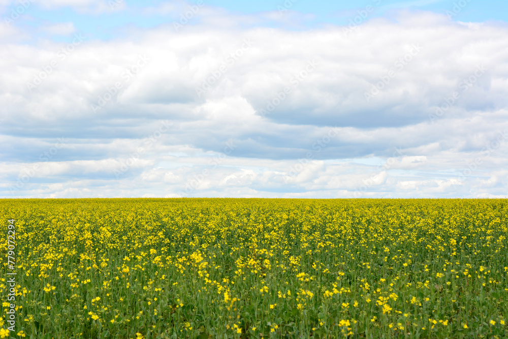 rapeseed field of yellow flowers with a cloudy sky in the background rapeseed field of yellow flowers with a cloudy sky in the background