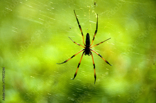 Araignée , Nephila inaurata