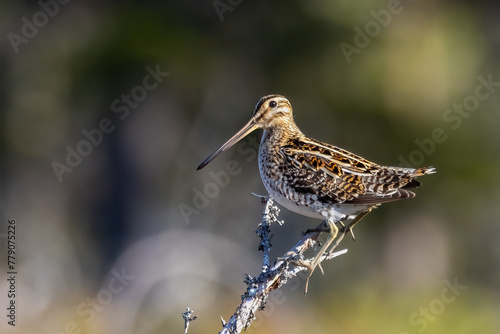 Quadro em tela Common snipe is long-legged wading bird long-legged, birds, avian, fauna, animal