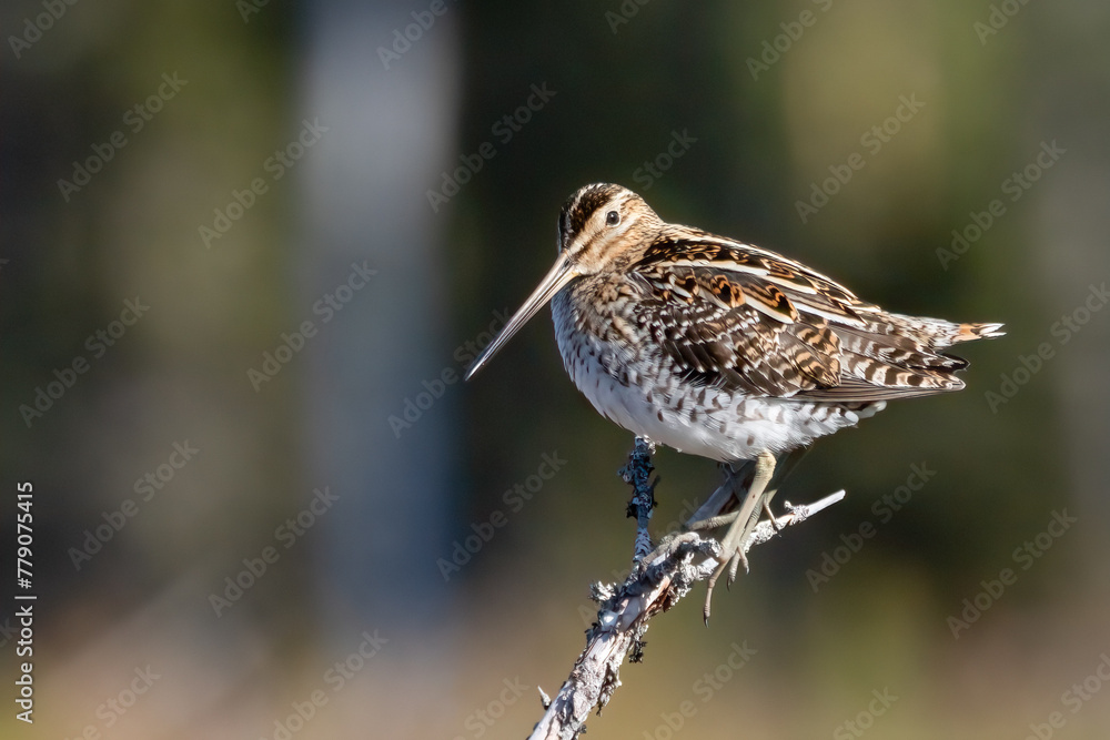 Ταπετσαρία Common snipe is long-legged wading bird long-legged, birds, avian, fauna, animal