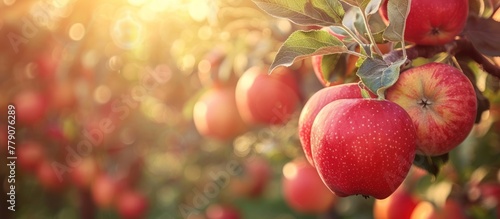 Ripe red apples clustered together are hanging from the branches of a tree, ready for picking.