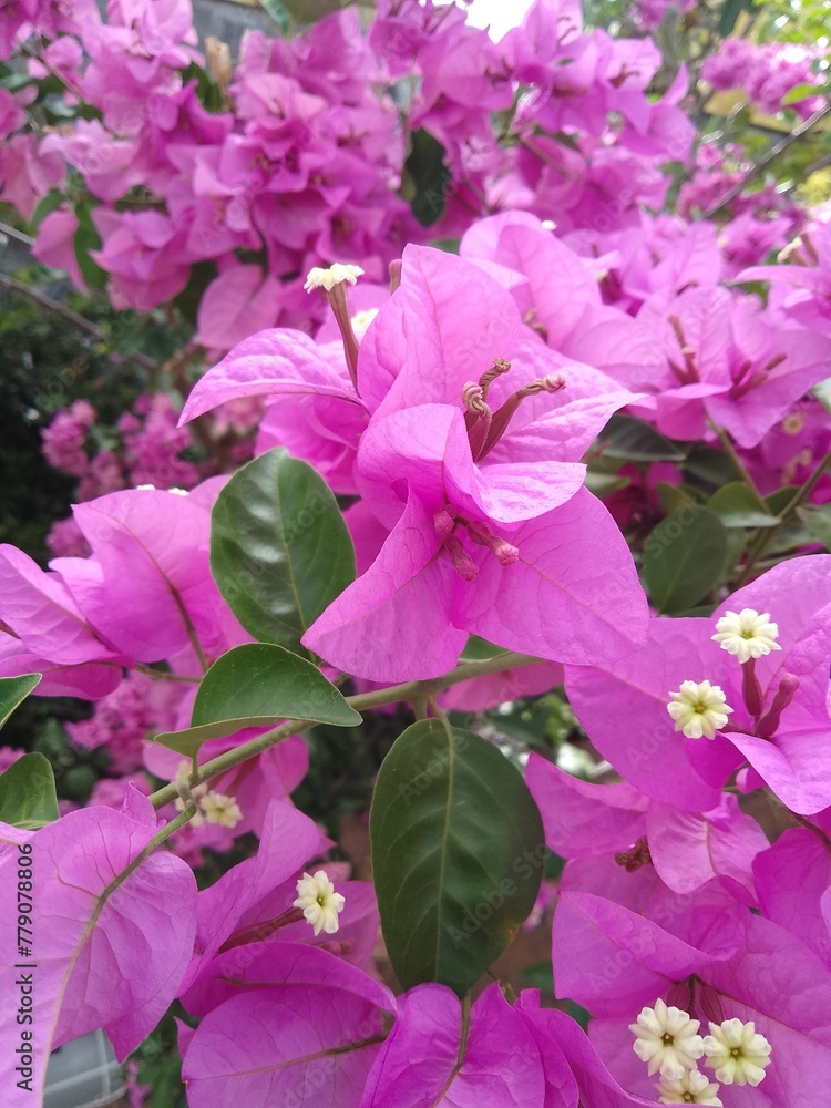 pink flowers in the garden pink flowers in the garden