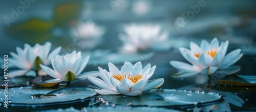 A group of white water lilies gracefully float on the surface of a pond, forming a beautiful natural display. © FryArt Studio