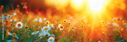 Chamomiles or daisies bloom in a field. Backdrop with selective focus and copy space