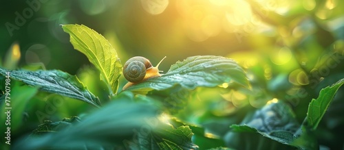 A small snail is sitting calmly on a vibrant green leaf.
