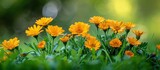 A cluster of vibrant yellow marigold flowers stands out against the green grass.