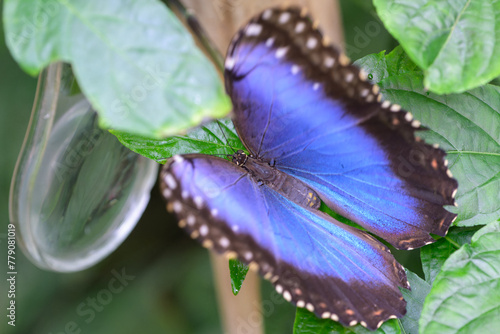 Grand papillon Morpho peleides aux ailes bleues et noires posé sur des feuilles vertes photo